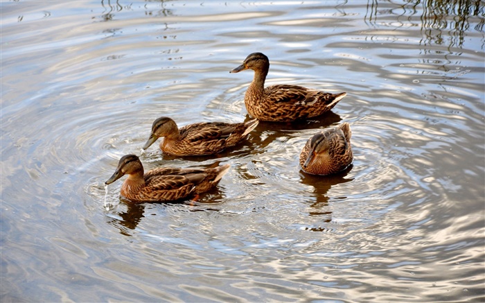 Four ducks in the pond, water, wave Wallpapers Pictures Photos Images