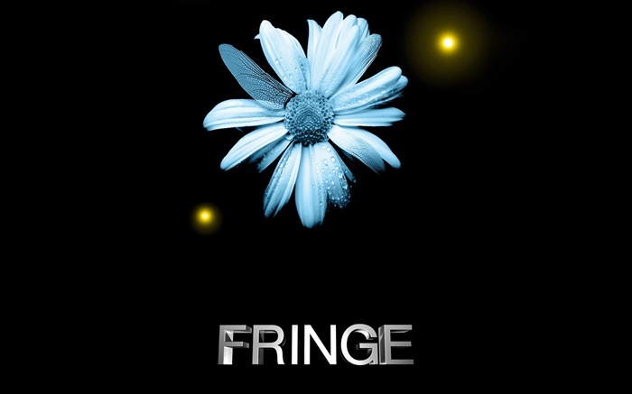 Fringe, flower, water drops, dragonfly wing, creative Wallpapers Pictures Photos Images