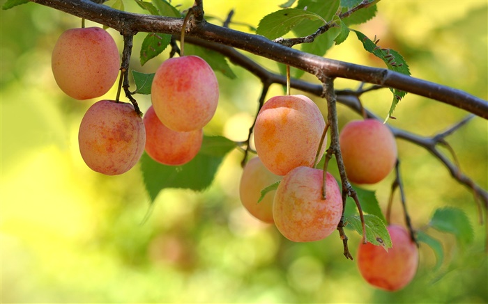 Garden, tree, twigs, fruits, plums Wallpapers Pictures Photos Images