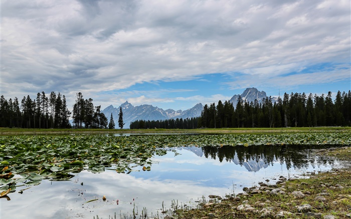 Grand Teton National Park, Wyoming, USA, lake, trees, mountains, clouds, swamp Wallpapers Pictures Photos Images