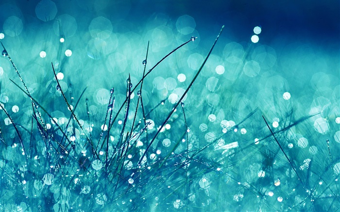 Grass, blue style, rain, water drops, glare Wallpapers Pictures Photos Images