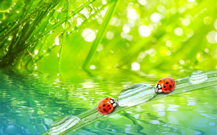 Grass macro photography, morning, dew, ladybugs, water Wallpapers Pictures Photos Images