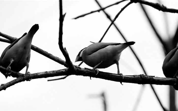 Gray birds, tree branch Wallpapers Pictures Photos Images