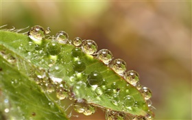 Green leaf macro, water drops HD wallpaper