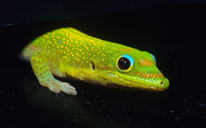 Green lizard, black background Wallpapers Pictures Photos Images