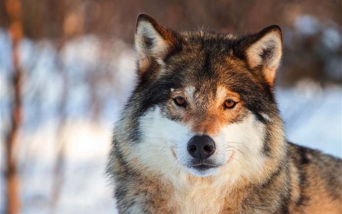 Grey wolf close-up, portrait, winter Wallpapers Pictures Photos Images