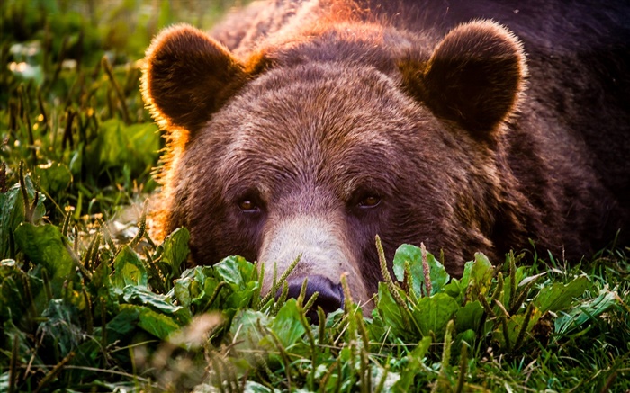 Grizzly close-up, bear, face, rest Wallpapers Pictures Photos Images