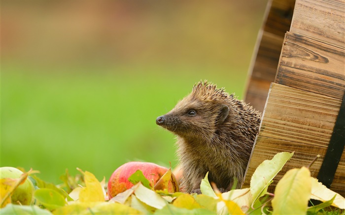 Hedgehog and apple Wallpapers Pictures Photos Images