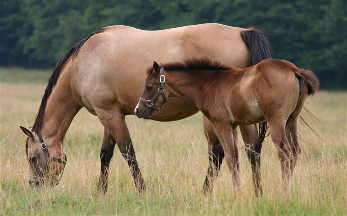 Horse and foal, grass Wallpapers Pictures Photos Images