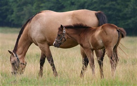 Horse and foal, grass HD wallpaper