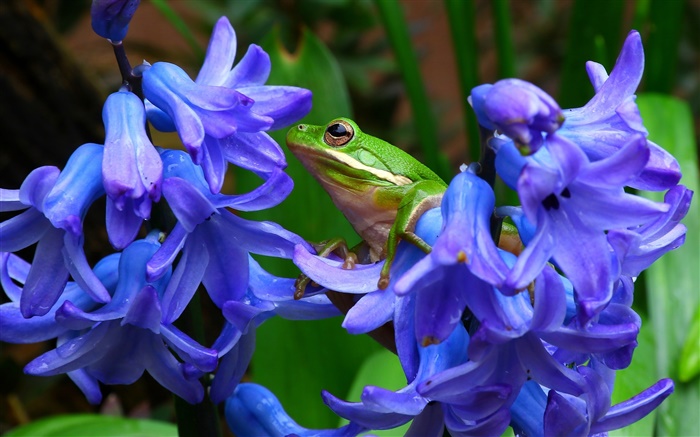 Hyacinthus, blue flowers, tree frog Wallpapers Pictures Photos Images