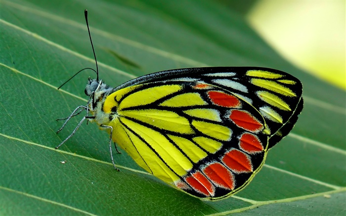 Insect butterfly macro, moth, green leaf Wallpapers Pictures Photos Images