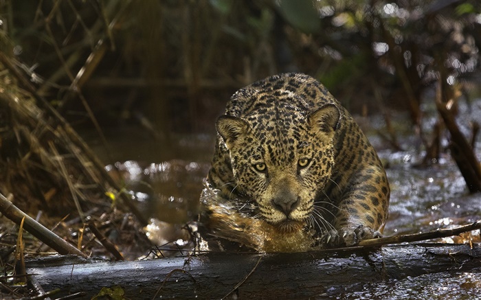 Jaguar close-up, predator, Amazonia Wallpapers Pictures Photos Images