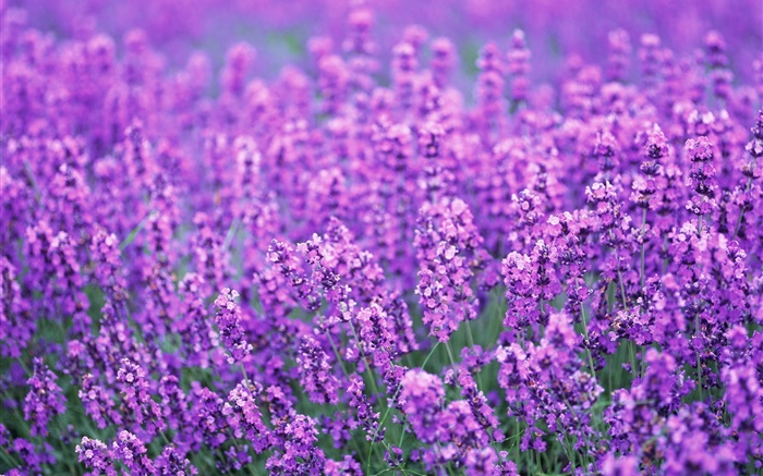 Lavender flowers field, purple world, summer Wallpapers Pictures Photos Images