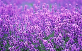 Lavender flowers field, purple world, summer HD wallpaper