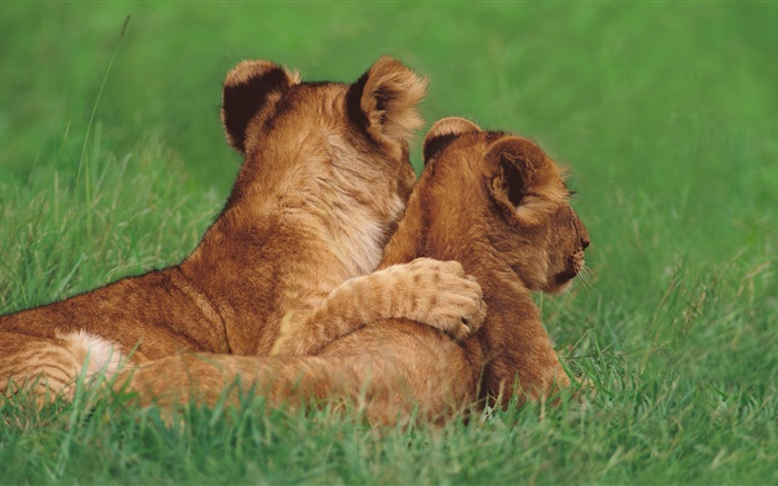 Lion cubs, grass Wallpapers Pictures Photos Images