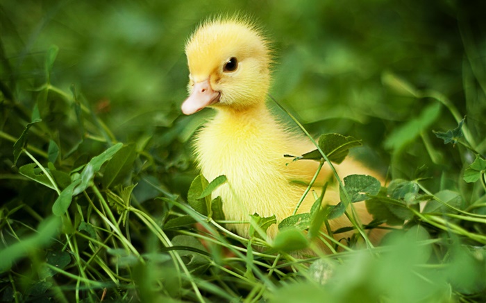 Little duck in the grass Wallpapers Pictures Photos Images