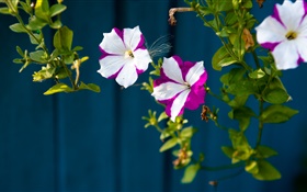 Little flowers, white purple petals HD wallpaper
