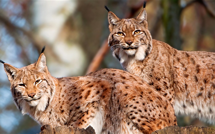 Lynx, couple, wild cat Wallpapers Pictures Photos Images