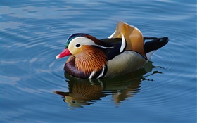 Mandarin duck in water HD wallpaper