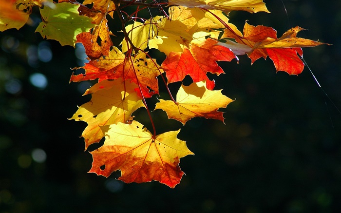 Maple leaves close-up, autumn, black background Wallpapers Pictures Photos Images