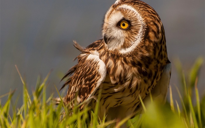 Marsh owl, bird, grass, yellow eyes Wallpapers Pictures Photos Images
