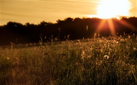 Nature, grass, sunset HD wallpaper