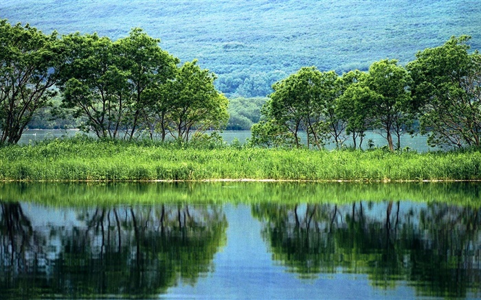 Nature landscape, trees, green, river, water reflection Wallpapers Pictures Photos Images