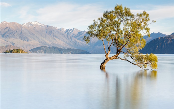 New Zealand, lake Wanaka, mountains, lonely tree Wallpapers Pictures Photos Images