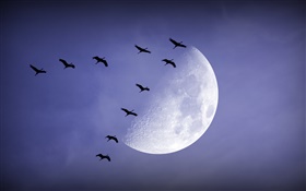 Night, moon, birds flying, sky HD wallpaper