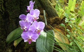 Orchid, phalaenopsis, purple flowers, dew drops HD wallpaper