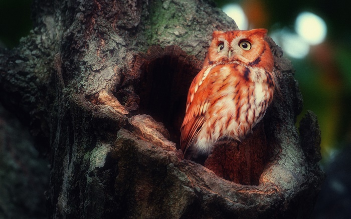 Owl in forest, hollow tree Wallpapers Pictures Photos Images