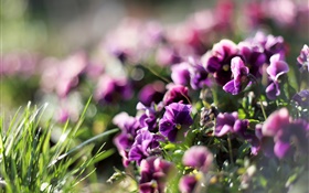 Pansies, purple flowers, violet, spring HD wallpaper