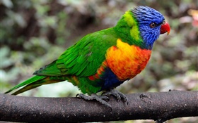 Parrot close-up, colorful feathers HD wallpaper