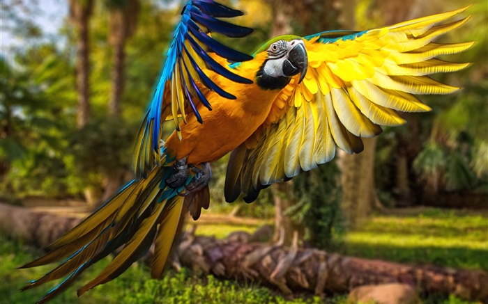 Parrot flight, wings Wallpapers Pictures Photos Images
