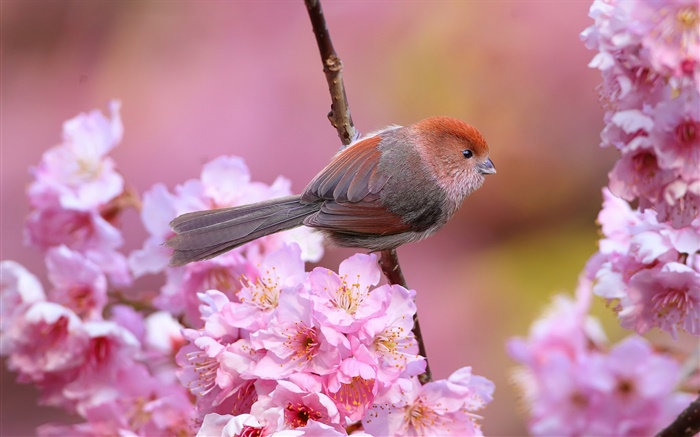 Pink flowers, bird, garden, spring Wallpapers Pictures Photos Images