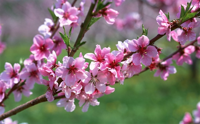 Pink flowers, tree, twigs, spring Wallpapers Pictures Photos Images