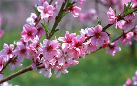 Pink flowers, tree, twigs, spring