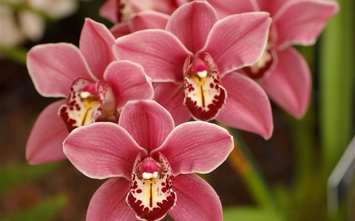 Pink phalaenopsis, flowers, orchid Wallpapers Pictures Photos Images