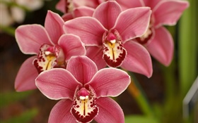 Pink phalaenopsis, flowers, orchid HD wallpaper