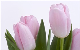 Pink tulips, flowers, leaves, water drops HD wallpaper
