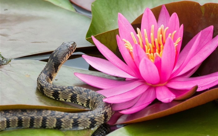 Pink water lily, flower, leaves, snake Wallpapers Pictures Photos Images