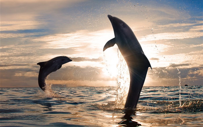 Playful dolphins jumping, water splash, sea, sunset Wallpapers Pictures Photos Images