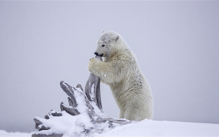 Polar bear, bear cub playing, winter, snow, Alaska Wallpapers Pictures Photos Images