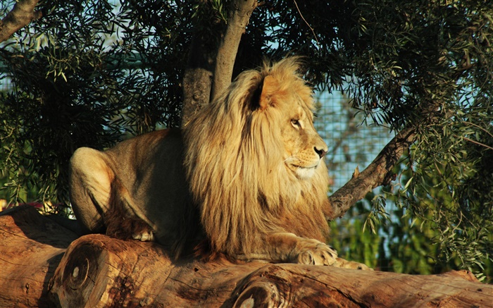 Predator, lion rest, tree, leaves Wallpapers Pictures Photos Images