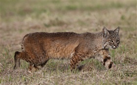 Predator, lynx hunting HD wallpaper