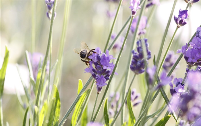 Purple flowers, lavender, insect, bee Wallpapers Pictures Photos Images