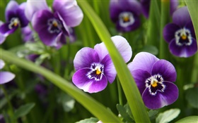 Purple flowers, pansies, grass, green HD wallpaper