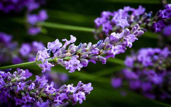 Purple lavender flowers, stem, blur background Wallpapers Pictures Photos Images