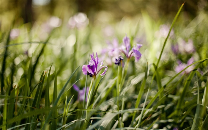 Purple orchid, flowers, green grass Wallpapers Pictures Photos Images